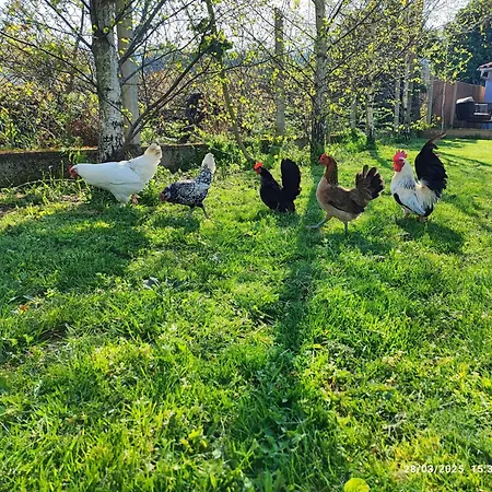 Feriehus - Quinta Da Giesteira Quiet With Private Outdoor In Penafiel, Oporto Pinheiro (Penafiel)