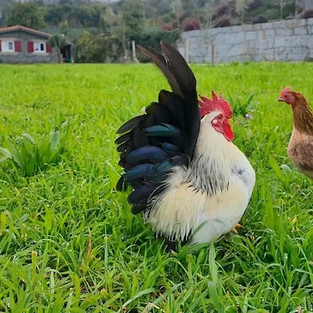 - Quinta Da Giesteira Quiet With Private Outdoor In Penafiel, Oporto * Pinheiro (Penafiel)