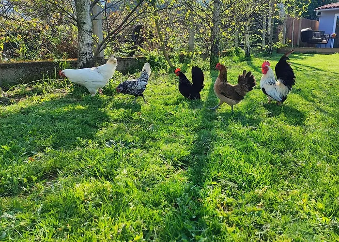 Ferienhaus - Quinta Da Giesteira Quiet With Private Outdoor In Penafiel, Oporto Pinheiro (Penafiel)