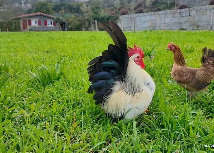 - Quinta Da Giesteira Quiet With Private Outdoor In Penafiel, Oporto * Pinheiro (Penafiel)